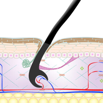 エイジング毛改善スパコース